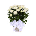 Mum Plant Single