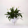 Peace Lily